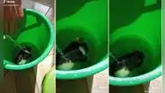 Roedor enternece a las redes tras ser grabado dándose un baño en una tina: “Se lava solito”