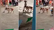 Niño no tenía caballo, pero su perro lo ayuda en su presentación por el Día de la Independencia