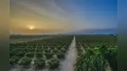 Megapuerto de Chancay: tierras agrícolas de la zona se revalorizan y triplican su precio