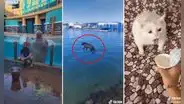 Los más divertidos bloopers de animales que te robarán una sonrisa y alegrarán tu día