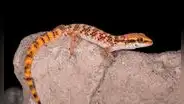 El reptil cuyo único hogar en el mundo es Lima y ahora está a punto de extinguirse