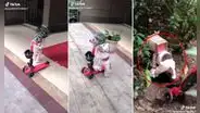 Perrito ‘delivery’ intenta entregar un pedido, pero sufre un ‘accidente’ en el camino