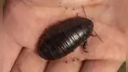 No, la cucaracha que ha reaparecido tras 90 años no come carne, sino madera