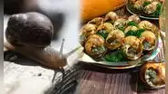 ¿Sabías que el caracol es el ingrediente prehistórico de la gastronomía francesa y española?