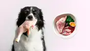 ¿Qué es la dieta BARF para perros y por qué recomienda dar carne cruda en lugar de croquetas?