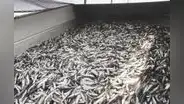 Chancay: pescadores demandan reiniciar pesca artesanal a 10 meses del derrame de Repsol