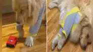 Perrito ‘dramático’ se tira al suelo tras ser atropellado por un carrito de juguete