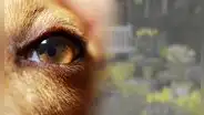 ¿Es verdad que los perros ven en blanco o negro? Conoce si se trata de un mito o realidad