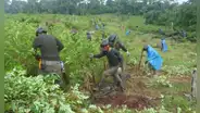 Cultivos de hoja de coca afectan a 24 pueblos indígenas