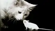 ¿Es cierto que tener un gato en casa ahuyenta a las ratas?