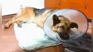 Perrito que fue rescatado se encuentra en busca de un nuevo hogar