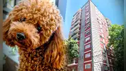La insólita historia del perrito que cayó del piso 13 y provocó 3 muertes en Caballito