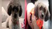 Familia ofrece recompensa de S/ 2.000 por encontrar a mascota que escapó de veterinaria en Miraflores