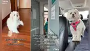 Lleva a su perrita al doctor porque estaba cojeando, pero descubre que solo era un berrinche