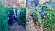 ¡Golpe al narcotráfico!: Policía halla y destruye 12.000 plantaciones de marihuana en Ica