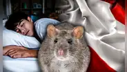 ¿Sabías que los peruanos sueñan más con ratas? Conoce qué significa soñar con este animal