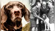 Judy, la perrita heroína que salvó a cientos de soldados durante la Segunda Guerra Mundial