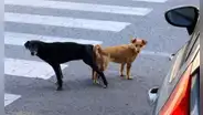 ¿Por qué no se debería separar a los perros que se quedan ‘pegados’ después de aparearse?