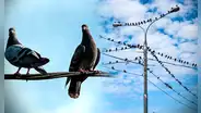 ¿Por qué las palomas no se electrocutan al pararse en los cables de luz?