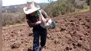 Crisis llevó a cerrar campaña agrícola en rojo