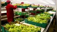 Trabajadores del sector agroexportación podrían acceder a contratos con plazo indeterminado