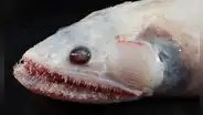 Descubren extraños animales marinos nunca vistos en lo profundo del océano Índico