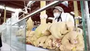 Productores avícolas atraviesan una de sus peores crisis por constantes bloqueos