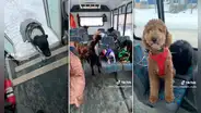 Bus exclusivo para perros sorprende a miles en TikTok: "Parecen compañeros de colegio"
