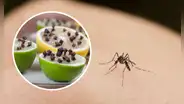 ¿Cómo eliminar los mosquitos de la casa sin usar insecticidas?: 3 efectivos trucos caseros
