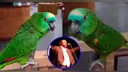 ¿Luciano LOROtti?: ave sorprende en las redes sociales por su talento vocal