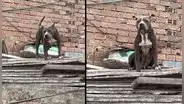 Comas: vecinos piden ayuda para rescatar a perrita que vive encerrada