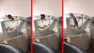 Gatito travieso intenta agarrar a unos peces, pero pierde el equilibrio y se sumerge en la pecera