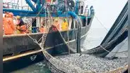 Proponen reducir multas en el sector pesca hasta un 90%