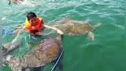 Nado con tortugas: ¿qué recomendaciones seguir al practicar esta actividad turística?