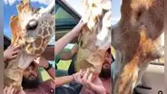 Familia realiza safari y regala comida a jirafa, pero los demás animales llegan para ‘quitársela’
