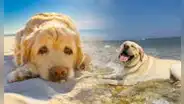 Los perros no sudan: ¿cómo es que esto podría ser mortal si es que lo llevo a la playa?