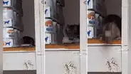 Mujer intenta acariciar una rata escondida en almacén, pero esta no reacciona como lo esperaba