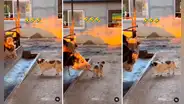 ¡No tenía ánimos! Vaca intenta jugar con perrito, pero este la asusta con su reacción