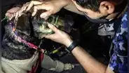 ¿Cómo afectan las bombas lacrimógenas a los animales en las calles? Así puedes ayudarlos