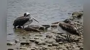 Murieron 22.000 aves silvestres de la costa por la gripe aviar