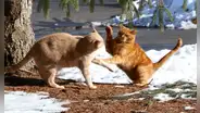 ¿Cómo saber si mis gatos están jugando o peleando?