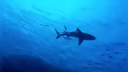 Tiburón atacó y arrancó cabeza de hombre mientras se encontraba pescando