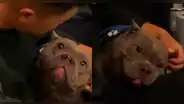 Tierno pitbull demuestra su felicidad al compartir momentos con su dueño: "Eso es amor"