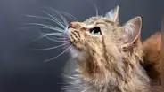 ¿Por qué nunca debes cortar los bigotes de tu gato? Conoce la verdadera razón