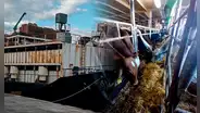 Incautan 4,5 toneladas de cocaína ocultas en barco que transportaba 1.750 vacas desde Colombia