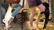 ¿Por qué mi perro se monta en mi pierna? No siempre es por motivos sexuales