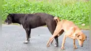 ¿Por qué los perros se quedan 'pegados' cuando se aparean?