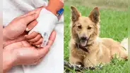 Niño de 1 año es atacado brutalmente por el perro de su niñera: madre pide ayuda para los gastos