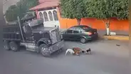 Mandan a juicio a conductor que atropelló y mató a 2 perritos que jugaban en avenida