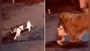 Gato iba a enfrentarse en la calle, pero su amigo canino se lo llevó para evitar la pelea